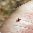Смертельно опасное насекомое выходит на охоту